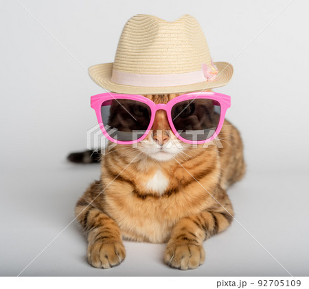 ねこ ネコ 猫 サングラスの写真素材