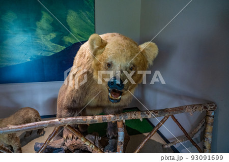 熊 剥製 動物 猛獣の写真素材 - PIXTA