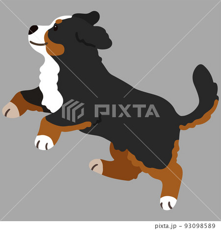 バーニーズ マウンテン ドッグのイラスト素材