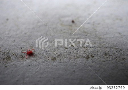 ダニ タカラダニ 赤いダニ 虫の写真素材