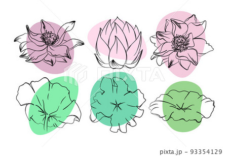 花 影 百合 モノクロのイラスト素材