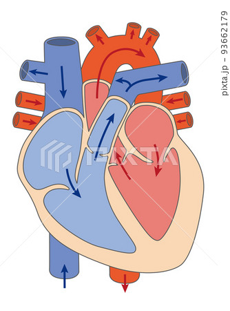心臓解剖図のイラスト素材