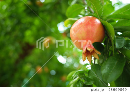 ざくろの葉っぱの写真素材 ざくろの葉っぱの写真素材