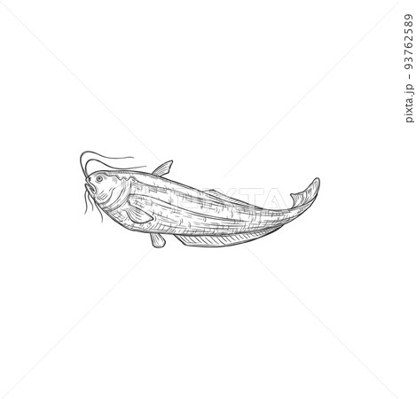 Catfish fishing t-shirt vector print mockup - Stock Illustration [69252819]  - PIXTA