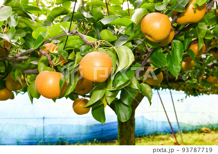 たわわに実った果樹園の梨