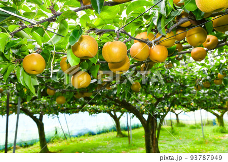 たわわに実った果樹園の梨