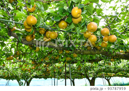 たわわに実った果樹園の梨