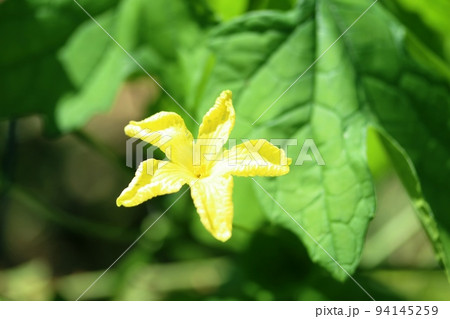 雌花 ツルレイシ 花 植物の写真素材