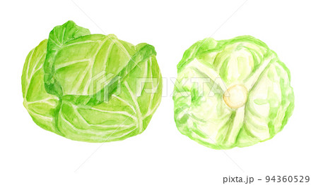 キャベツのイラスト素材集 ピクスタ キャベツのイラスト素材集 ピクスタ