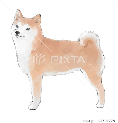 柴犬 犬 リアルイラスト リアルのイラスト素材