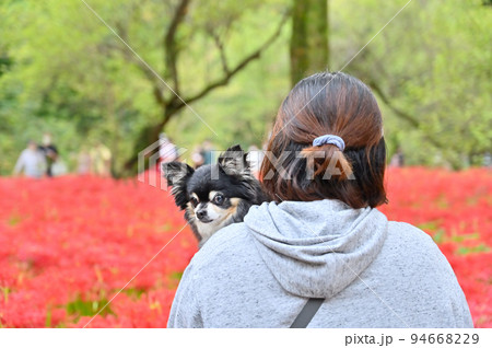 チワワ 犬 犬の後姿 動物の写真素材