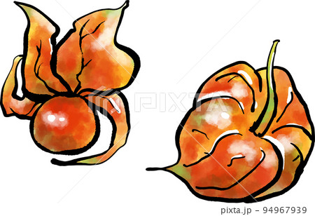 ほおずきのイラスト素材集 ピクスタ