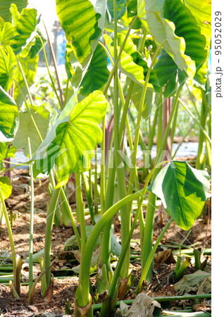 里芋の茎の写真素材