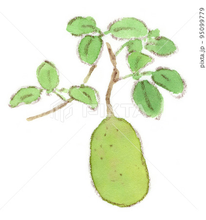 植物 アケビ 実 果実の写真素材 - PIXTA
