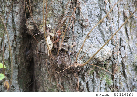 樹皮 木肌 縞模様 樹木の写真素材