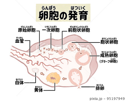 図 断面 断面図 子宮のイラスト素材 - PIXTA