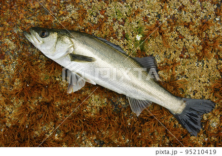 Tackle for freshly caught sea bass (sea bass) - Stock Photo [72670598] -  PIXTA