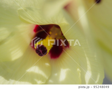 オクラ 花 雄蕊 雌蕊の写真素材