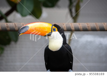 鳥 カラフル 南国 鳥類の写真素材