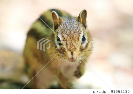 リス シマリス 小動物 正面の写真素材 リス シマリス 小動物 正面の写真素材