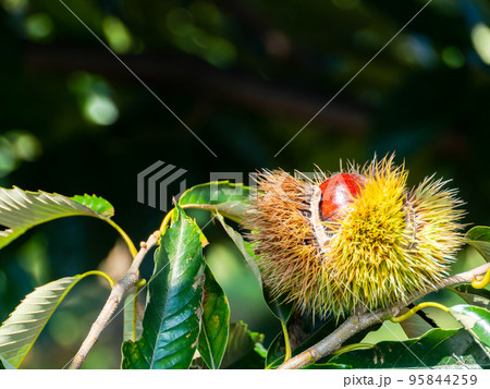 緑色 木 秋 木の実の写真素材