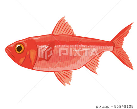 金目鯛のイラスト素材 - PIXTA