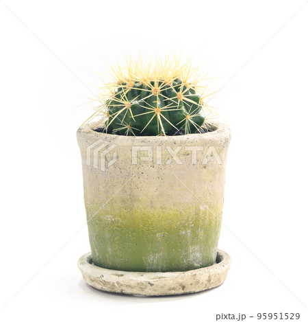 金鯱サボテンの写真素材 - PIXTA 金鯱サボテンの写真素材 - PIXTA