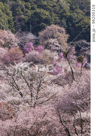 吉野桜の写真素材 - PIXTA