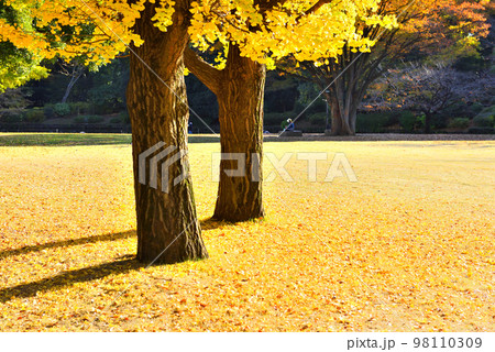 イチョウの絨毯の写真素材 - PIXTA