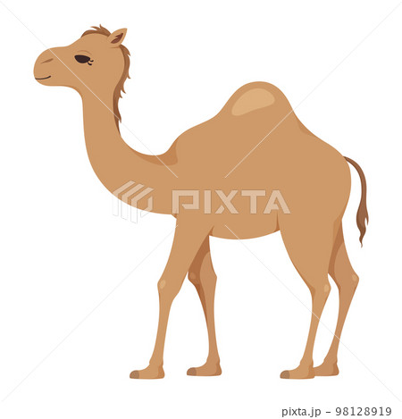 ラクダ かわいいのイラスト素材