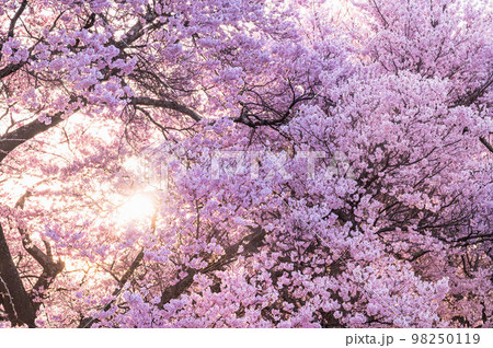 桜の木 夕日 桜 夕方の写真素材 - PIXTA