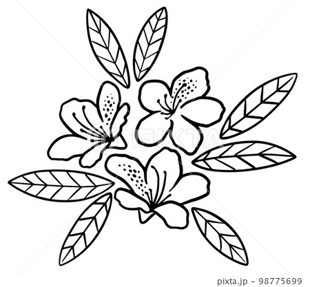 ツツジ 躑躅 花 白黒のイラスト素材 - PIXTA
