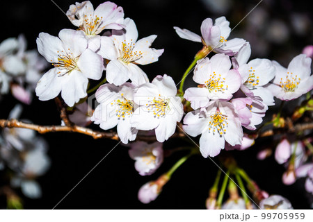 闇夜に咲く花の写真素材 - PIXTA