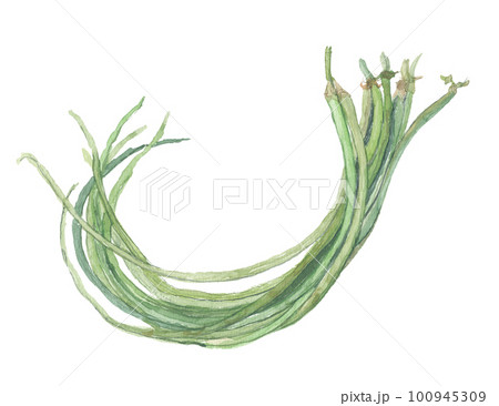 【原画】元気がもらえる野菜の絵　A4 １点もの　顔彩絵の具　ささげ豆 1_264aba64717da8f5e47e39ff5df5