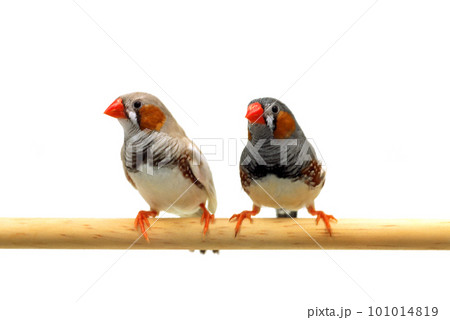 二羽の小鳥 2羽 小鳥の写真素材 - PIXTA