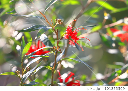 グレビレア オーストラリア 花の写真素材 - PIXTA