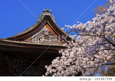 鐘桜の写真素材 - PIXTA