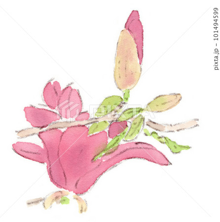 コブシ 花 植物のイラスト素材 - PIXTA