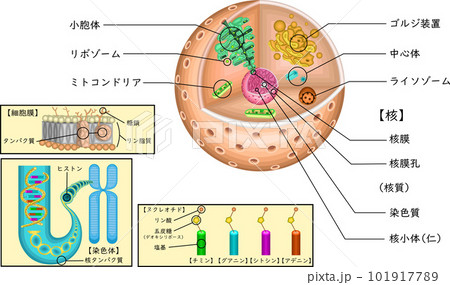 核小体の定義