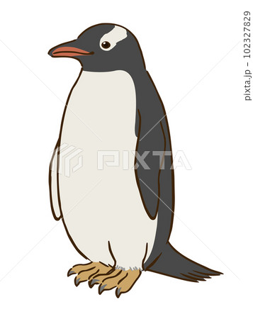 ジェンツーペンギンのイラスト素材 - PIXTA