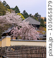 東大寺 二月堂裏参道の桜 2023年3月31日の写真素材 [103665880] - PIXTA