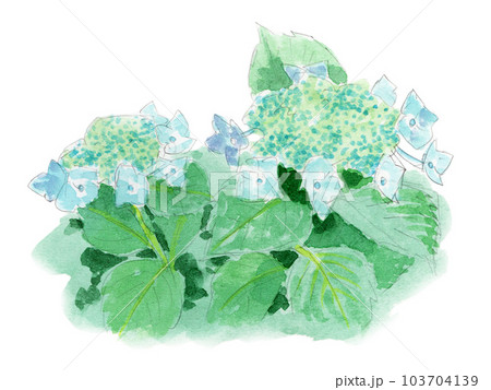 ガクアジサイのイラスト素材 - PIXTA