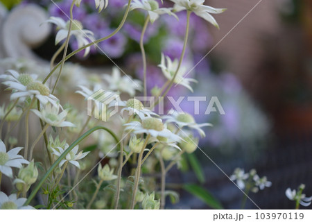 可愛い小さな花のイメージ