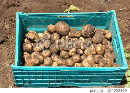 収穫したジャガイモのイメージ