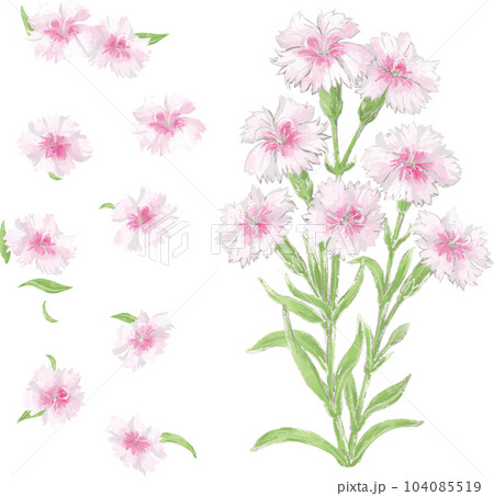 なでしこ 水彩画 花 手描きの写真素材 - PIXTA