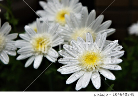 雛菊 花 ヒナギク 雨雫の写真素材 - PIXTA