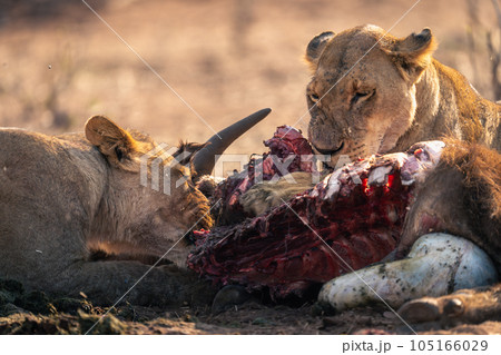 Lion And Symmetric Tribals Stock Photo, Picture and Royalty Free Image.  Image 14096850.