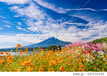 富士山 黄花コスモス 晴れ 風景の写真素材 - PIXTA