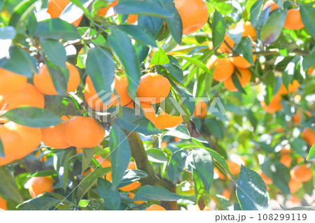 美味しそうに実ったミカン