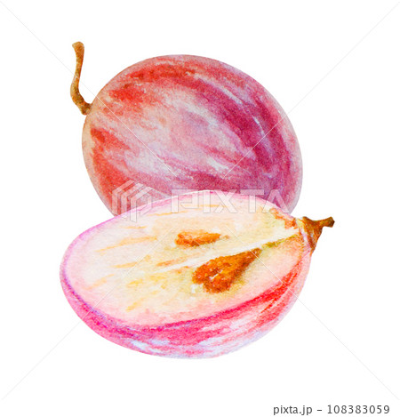 Realistic grapes wine neutral palette warm - Stock Illustration  [105302683] - PIXTA